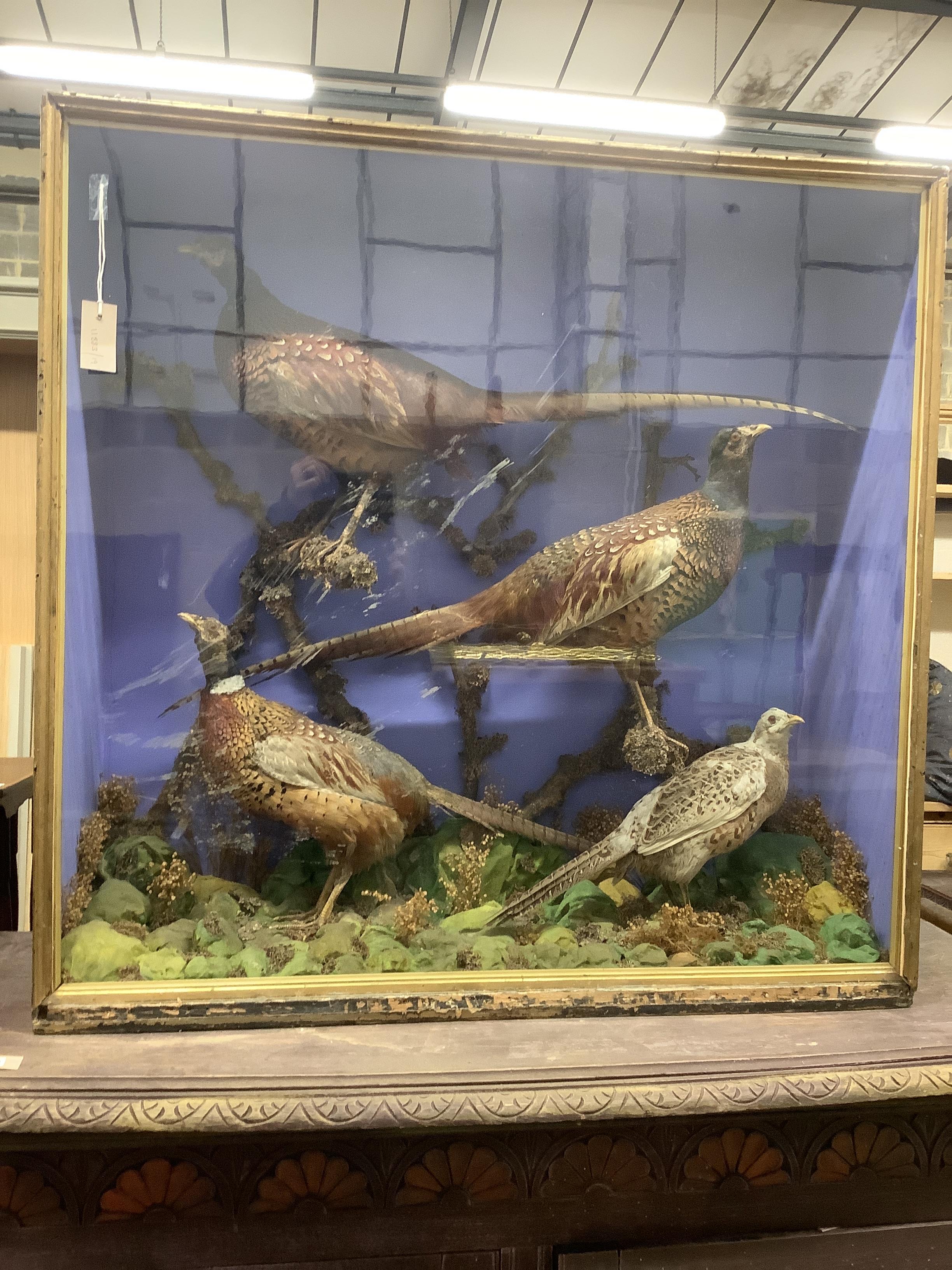 A taxidermy display of four pheasants among branches, glazed case, width 100cm, height 98cm